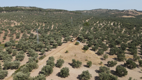 ZEYTİNLİKLER ARASI YOLLAR HASATA HAZIR