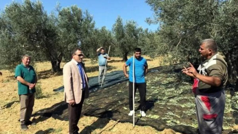 KAYMAKAM İLYAS MEMİŞ, ZEYTİN HASADI YAPTI