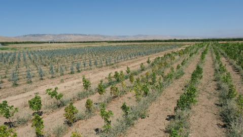 Malatya'da 30 bin fidan dikime hazır