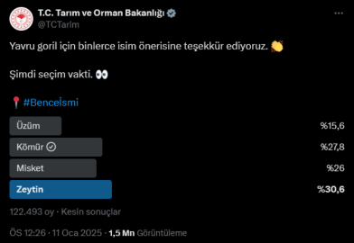 Yavru gorilin adı 'Zeytin' oldu