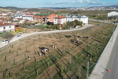 Bursa İnegöl'de 572 fidanlı koruluk Akhisar'a nefes oldu