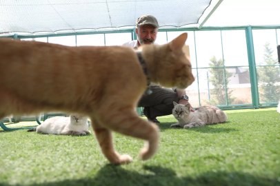 Kayseri’de ‘Küçük Dostlar Kedi Kasabası’ Ziyaretçi Akınına Uğruyor