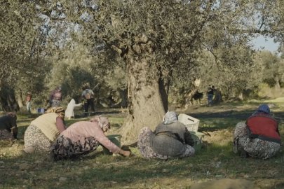 Ayvalık’ta zeytin kokusuna bu yıl müzik de eşlik edecek Feridun Düzağaç, Gökçe ve Ümit Sayın sahne alacak